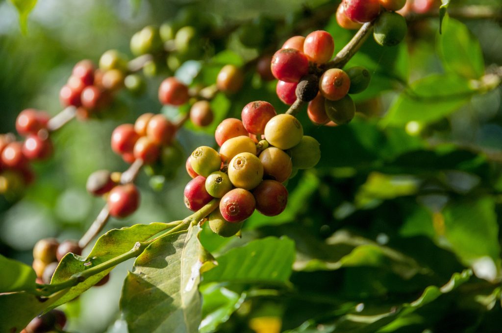 indonesian-coffee-harvests-at-risk-of-drying-up-due-to-el-nino-impact