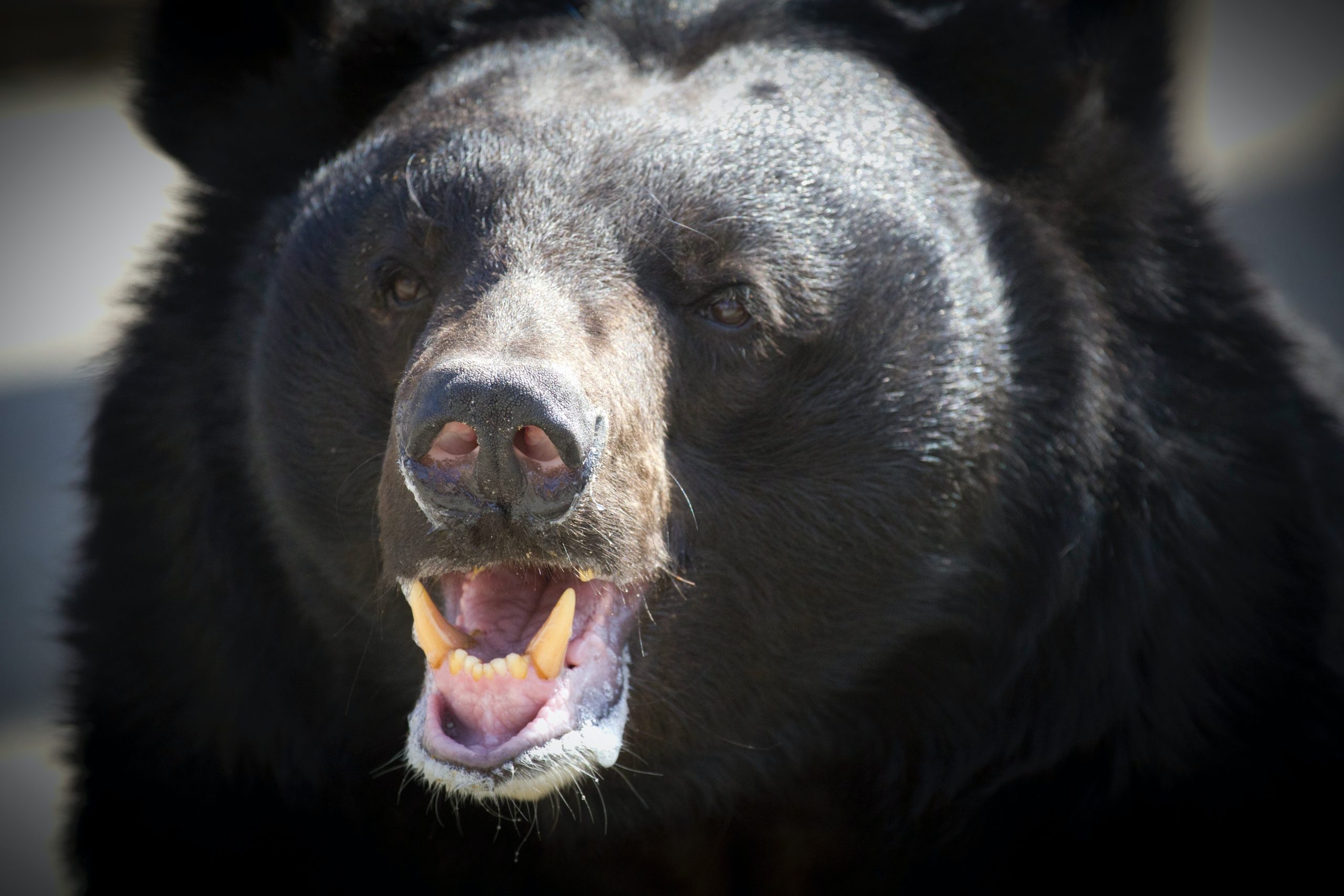 Montana-man-protects-home-black-bear-shoots-kills-animal