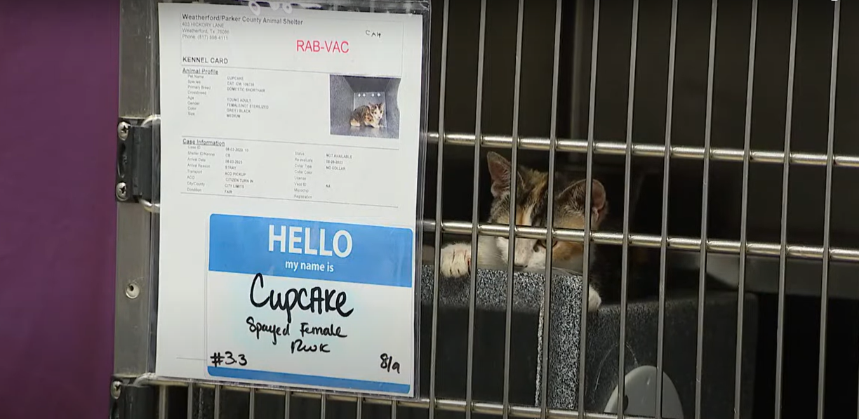 texas-shelter-worker-investigated-for-harming-kittens