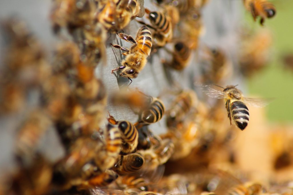first-us-sighting-invasive-honeybee-hunting-hornet-raises-alarm