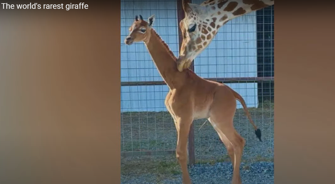 a-giraffe-unlike-any-other-spotless-addition-to-tenessee-zoo