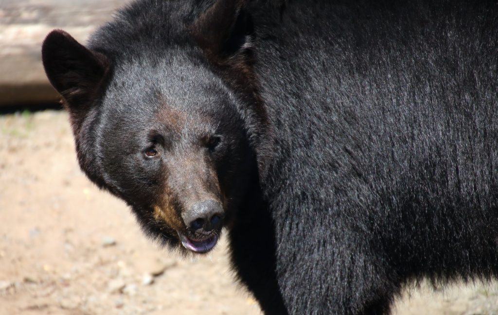 bear-hank-the-tank-caught-in-california-home-invasions